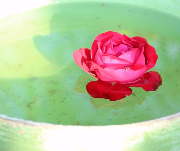 waterbowl-stencil.facebook-post